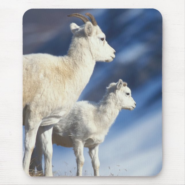 Mousepad ovelhas Dall, Ovis dalli, ovelha e cordeiro (Frente)