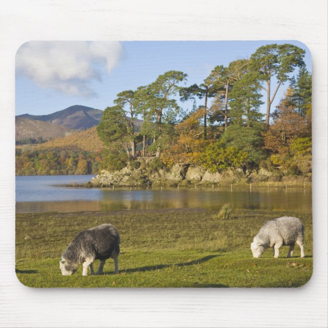 Mousepad Ovelhas Herdwick em Friars Crag, Derwentwater, 2 (Frente)