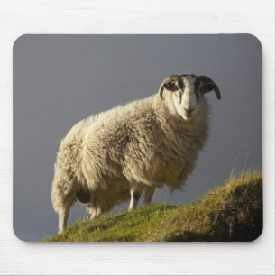 Mousepad Ovelhas, Península de Trotternish, Ilha de Skye,