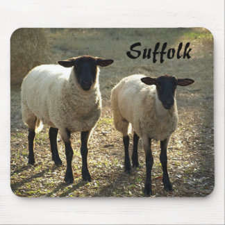 Mousepad Ovelhas Suffolk Luz do Final do Dia Pastagem do Qu