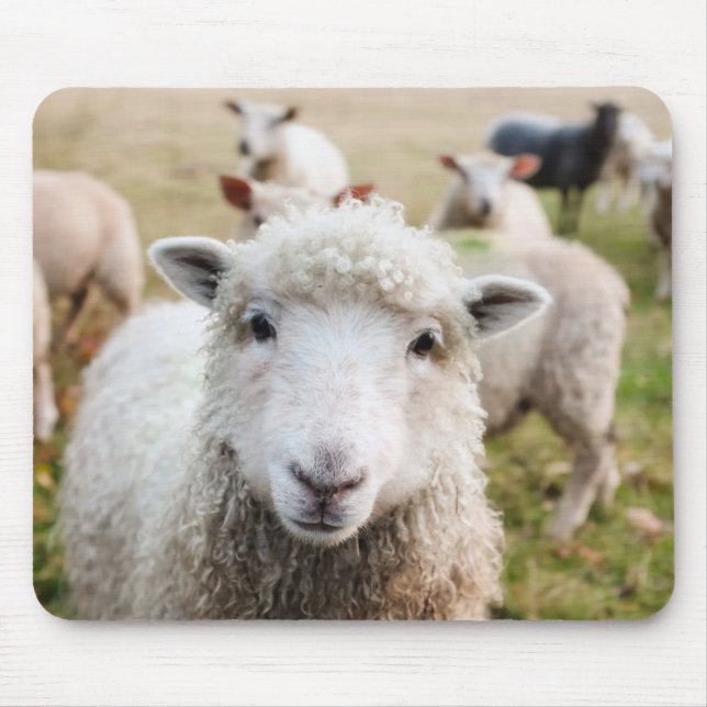 Mousepad Ovinos (Frente)