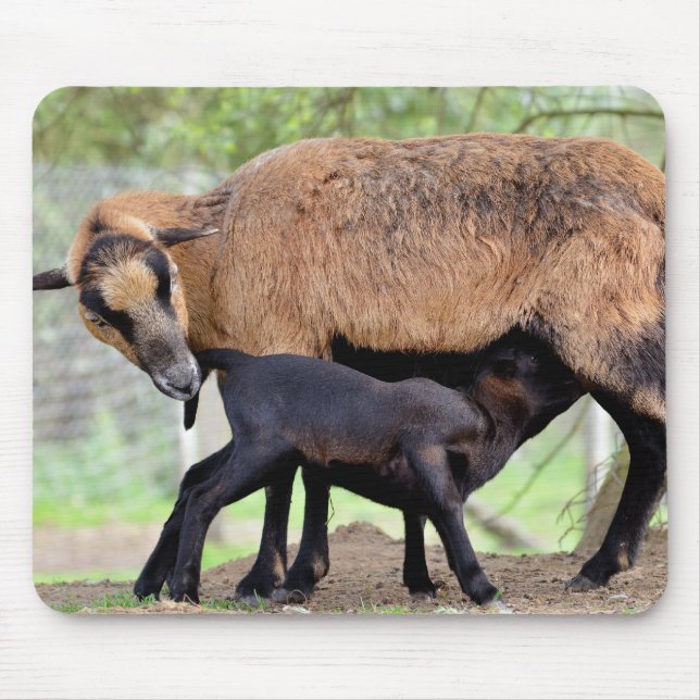 Mousepad Ovinos em Cameroun e borregos em aleitamento (Frente)