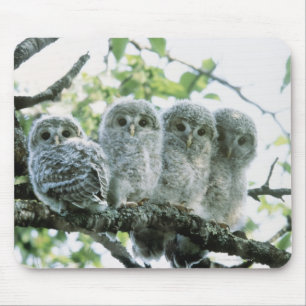 Mousepad Owetsl de Ural. Ikeda-machi, Hokkaido, Japão