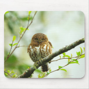 Mousepad Owlet colocado um colar do pigmy que empoleira-se
