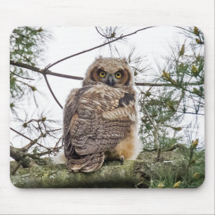 Mousepad Owlet em um ramo do pinho