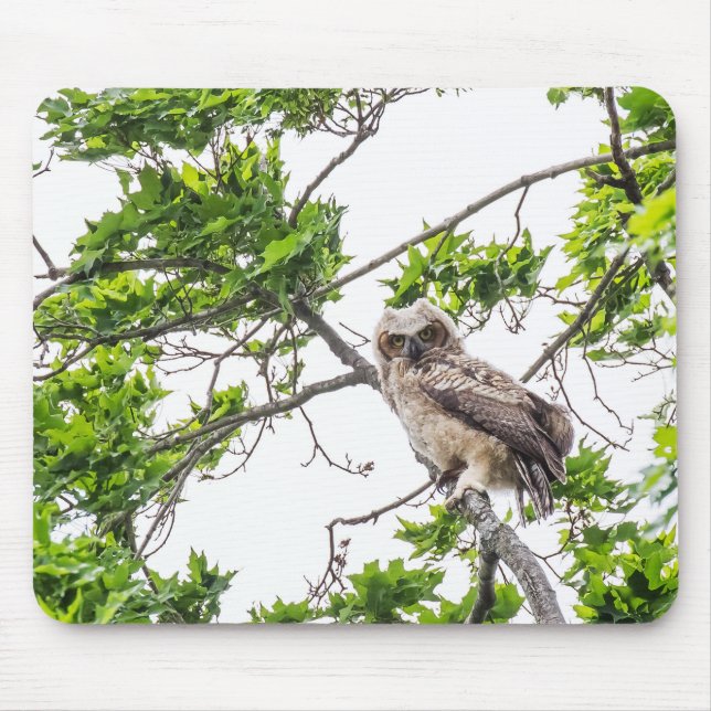 Mousepad Owlet Em Uma Ramificação De Árvore De Mapeamento (Frente)