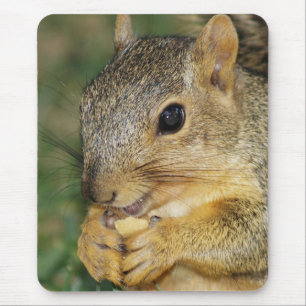 Mousepad Pad de Mouse Fotográfico de Peanut Comendo Esquilo