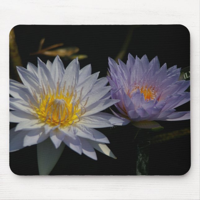 Mousepad Pad de Mouse Waterlily de Lotus Branco e Puro (Frente)