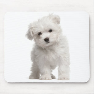 Mousepad Pad de Rato de Cão Branco Maltês