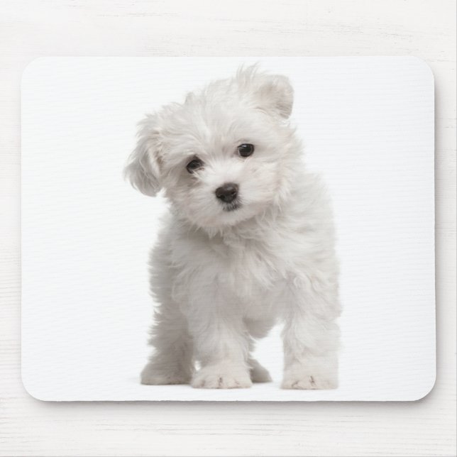 Mousepad Pad de Rato de Cão Branco Maltês (Frente)