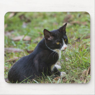 Mousepad Pad de Rato de Gato