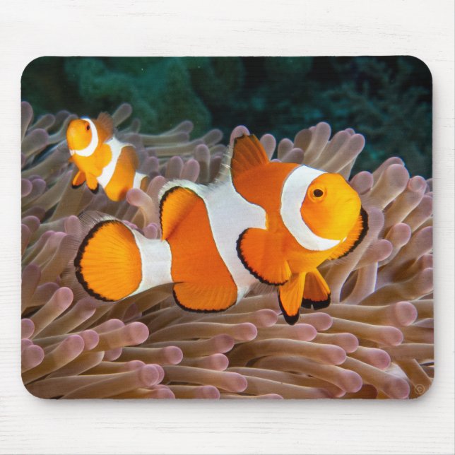 Mousepad Pad de Rato de Peixe Palhaço (Frente)