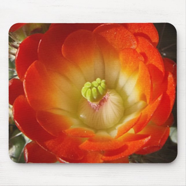 Mousepad Pad do mouse da Flor Laranja do Cactus (Frente)