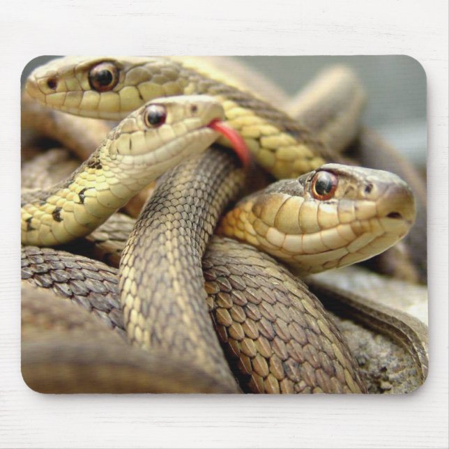 Mousepad Pad do mouse de Cobras muito Legal (Frente)