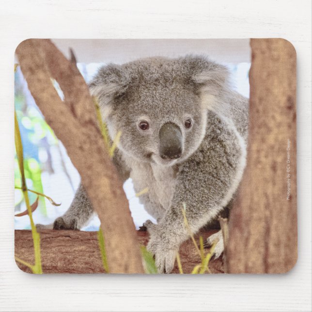 Mousepad Pad do mouse na Austrália Koala | C's Dream Design (Frente)