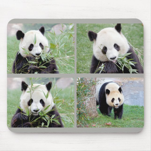 Mousepad Pad do mouse Panda gigante fotográfico, animais 02 (Frente)