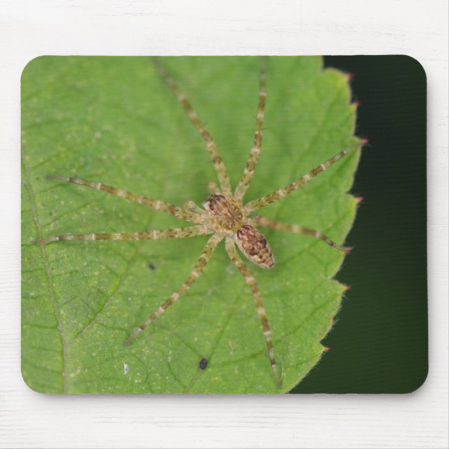 Mousepad Pad do Rato de Aranha (Frente)