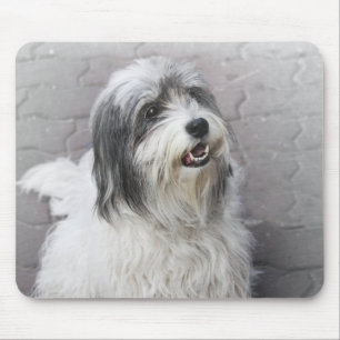 Mousepad Pad do Rato de Cachorro