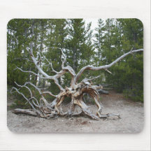 Pad do Rato do Parque Nacional Yellowstone