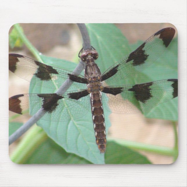 Mousepad Pad do Rato Dragonfly (Frente)
