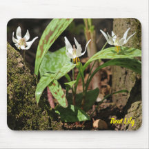 Pad do Rato Trout Lily