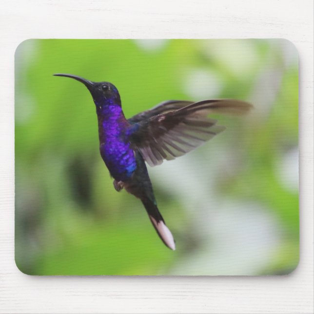 Mousepad Pad Gordo Rato Hummingbird (Frente)