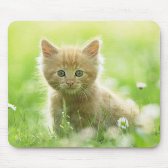 Mousepad Pad-Kitten do Mouse (Frente)