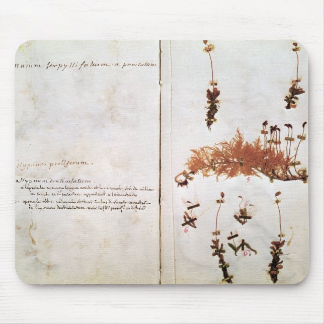 Mousepad Página 15 de um herbário (Frente)