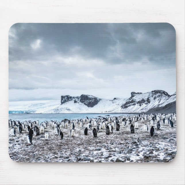 Mousepad Paisagem da colônia do pinguim de Chinstrap (Frente)