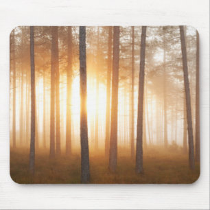 Mousepad Paisagem da floresta do pinho