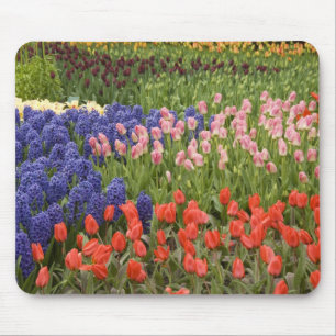Mousepad Países Baixos (também conhecido como Holanda), Lis