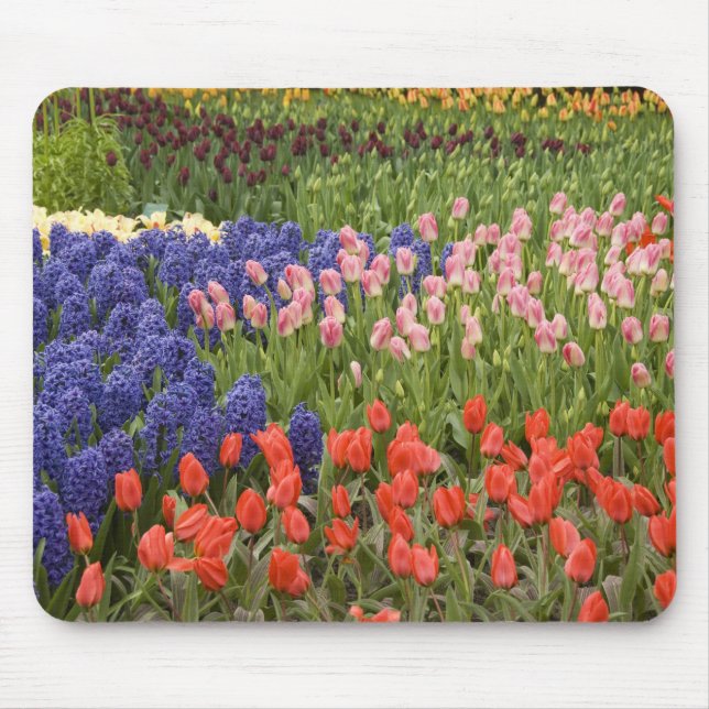 Mousepad Países Baixos (também conhecido como Holanda), Lis (Frente)