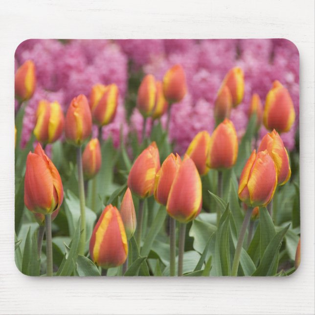 Mousepad Países Baixos (também conhecido como Holanda), Lis (Frente)