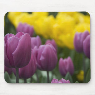 Mousepad Países Baixos (também conhecido como Holanda), Lis