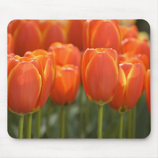 Mousepad Países Baixos (também conhecido como Holanda), Lis (Frente)