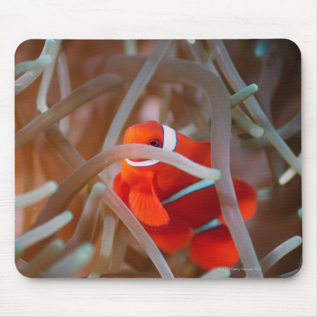 Mousepad Palhaço 2 (Frente)