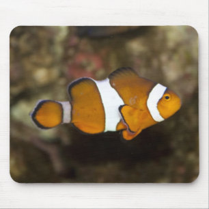 Mousepad Palhaço de Ocellaris