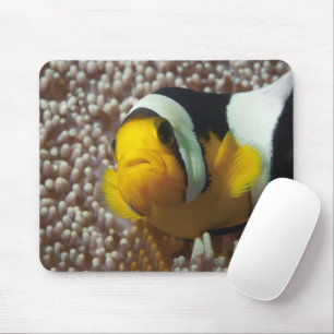 Mousepad Palhaço - Fecho! Tão fofo - Nemo em Anemone