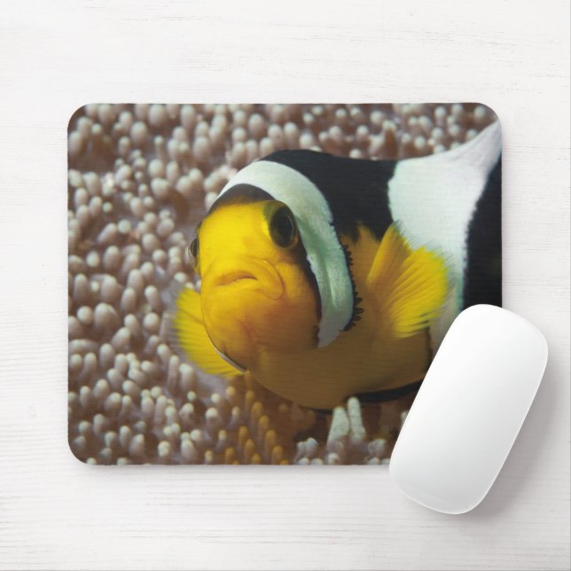 Mousepad Palhaço - Fecho! Tão fofo - Nemo em Anemone | (Com mouse)