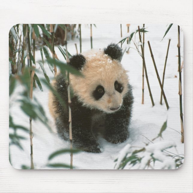 Mousepad Panda cub na neve, Wolong, Sichuan, China (Frente)