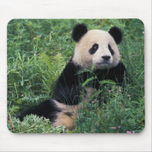 Mousepad Panda gigante na grama, Vale de Wolong, Sichuan
