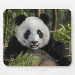 Mousepad Panda jovem feliz, China