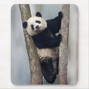 Mousepad Panda jovem subindo em uma árvore, China