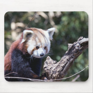 Mousepad Panda vermelha