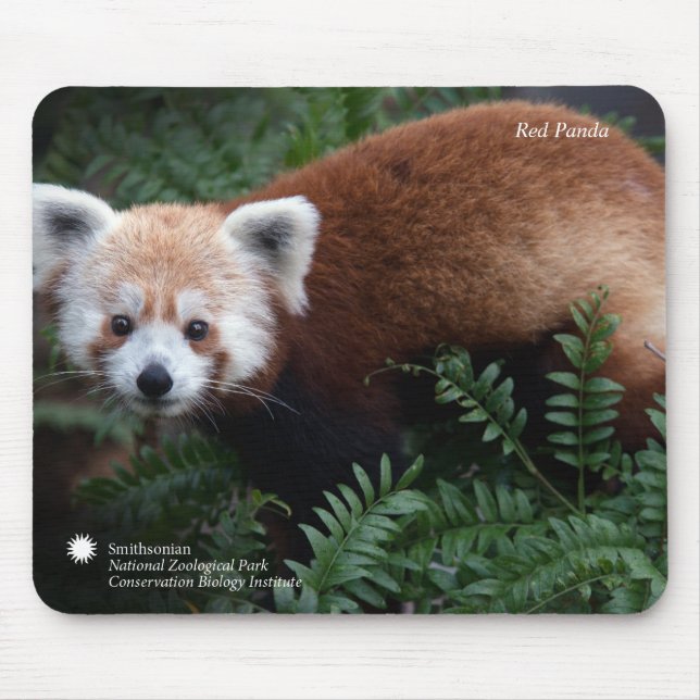 Mousepad Panda vermelha de Smithsonian | (Frente)