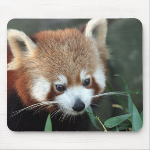 Mousepad Panda-vermelho, Taronga Zoo, Sydney, Austrália