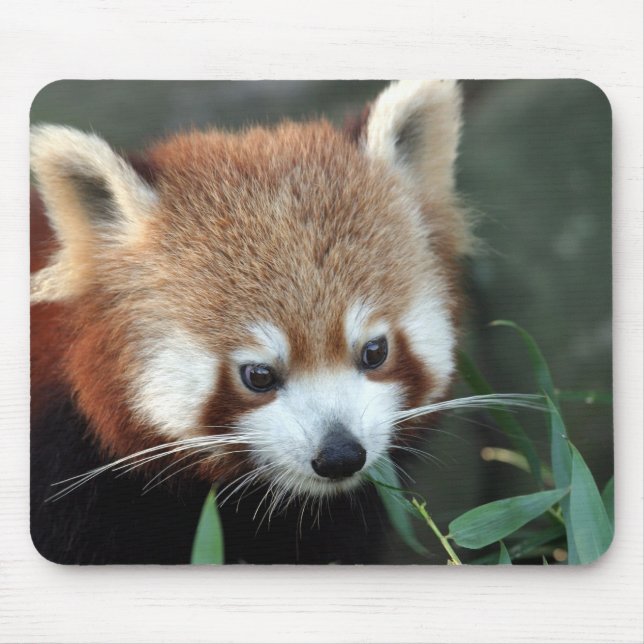 Mousepad Panda-vermelho, Taronga Zoo, Sydney, Austrália (Frente)