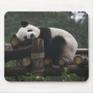 Mousepad Pandas gigantes na Proteção contra Panda Gigante