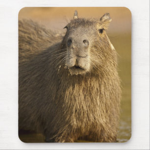Mousepad Pantanal, Brasil, Capivara, Hydrochoerus