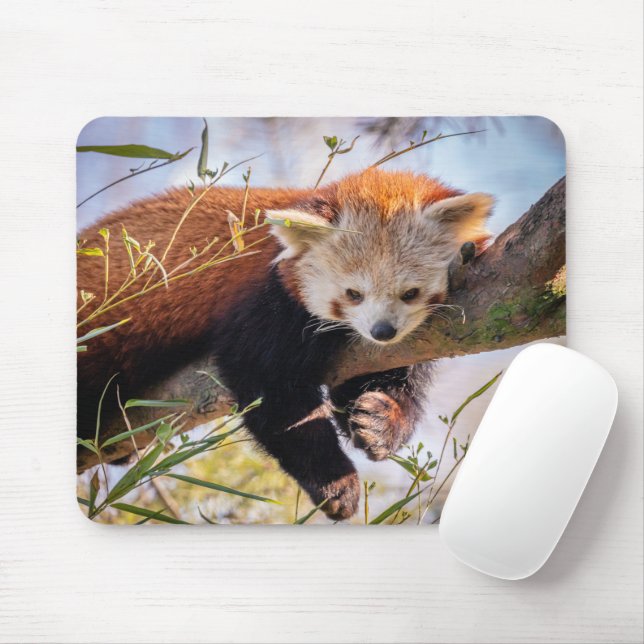Mousepad Pantaninha vermelha preguiçosa (Com mouse)